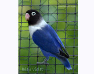 personata_bleu violet_4418.jpg